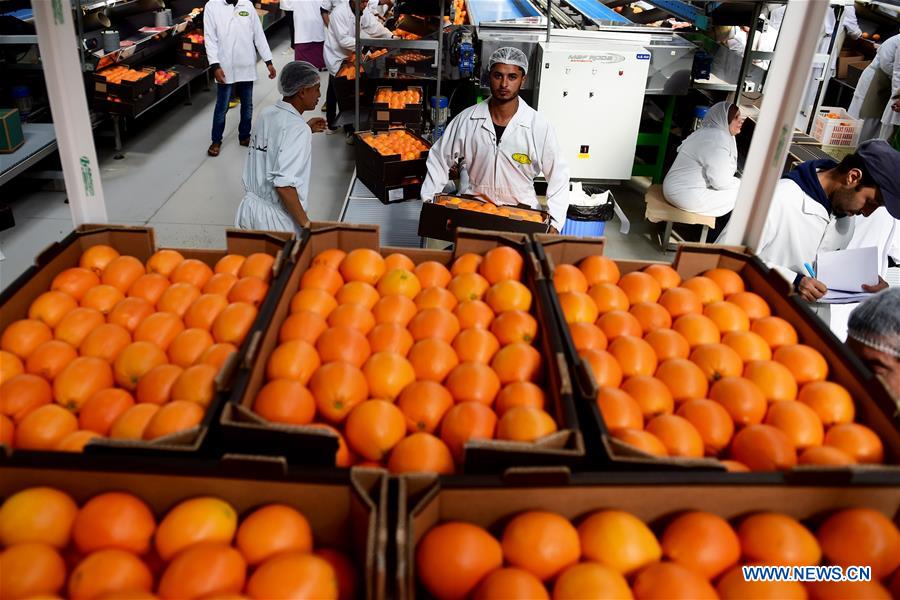 Feature Citrus farms prosper in Egypt as country 3rd largest