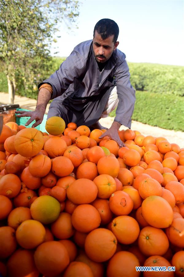 Feature Citrus farms prosper in Egypt as country 3rd largest