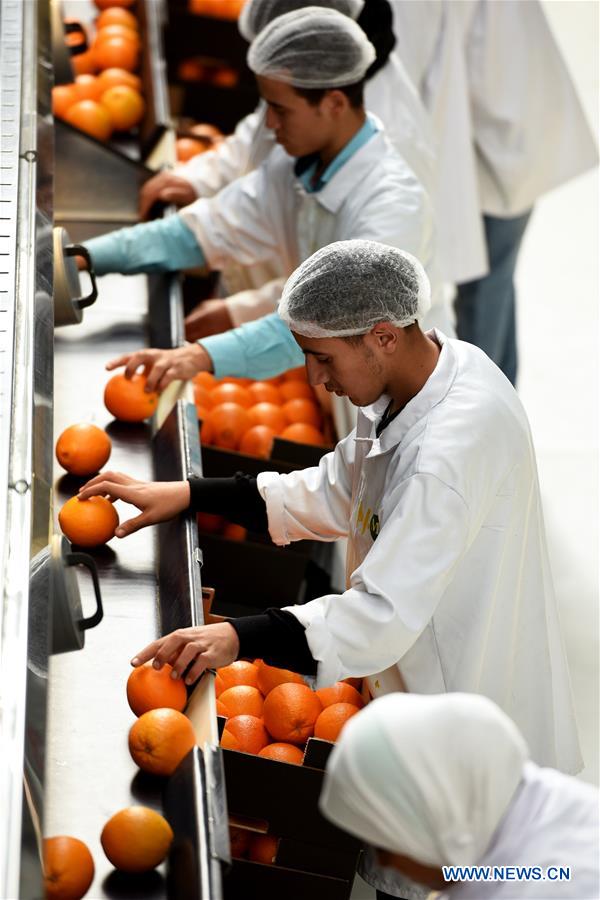 Feature Citrus farms prosper in Egypt as country 3rd largest