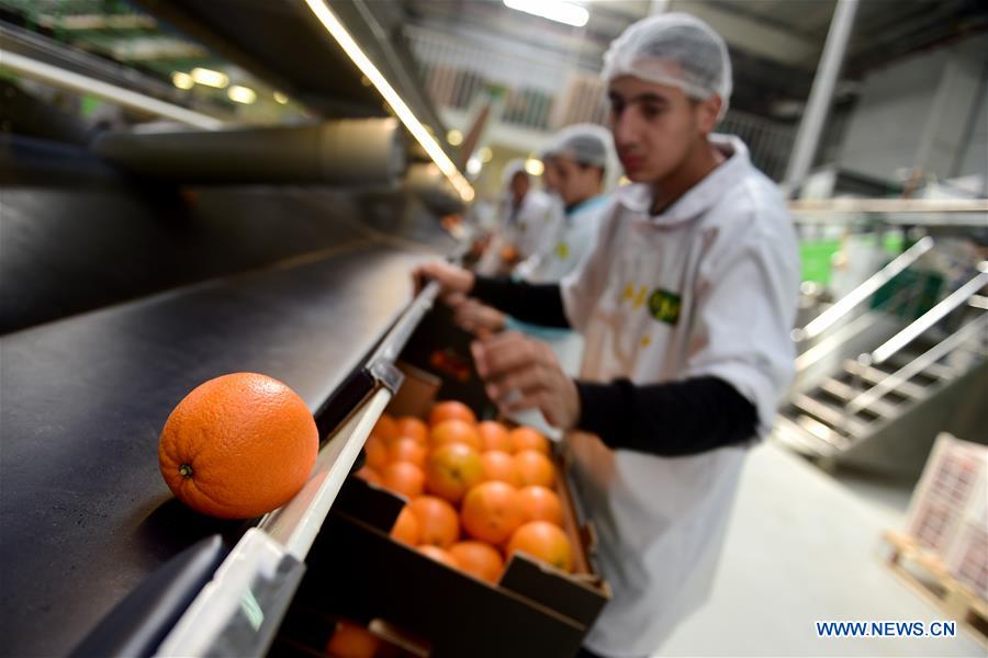 Feature Citrus farms prosper in Egypt as country 3rd largest