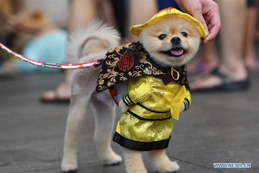 SINGAPORE-CHINATOWN-DOG COSTUME COMPETITION
