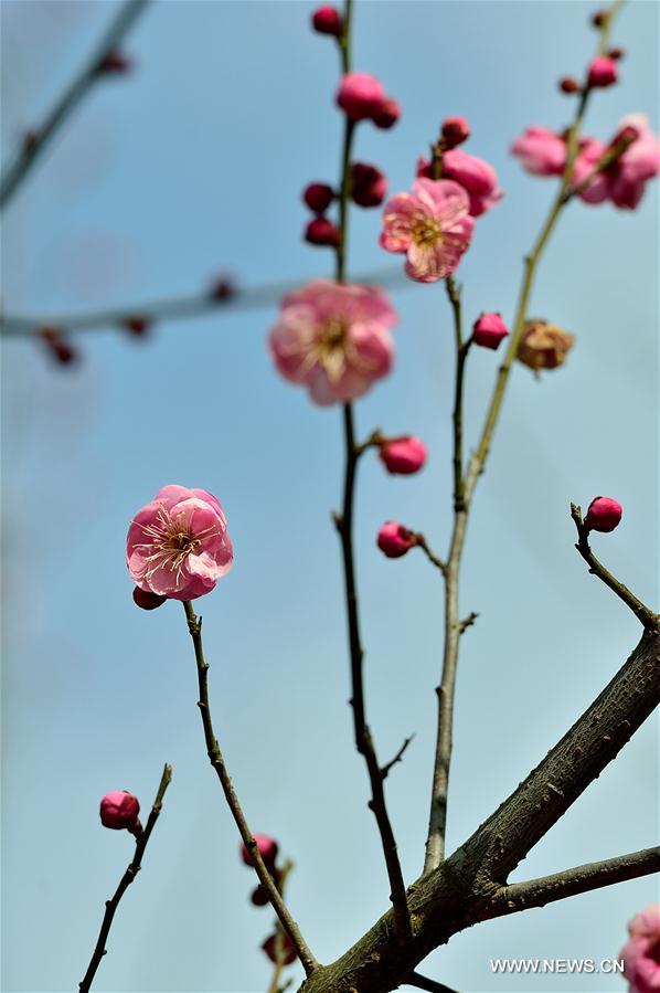 #CHINA-BEGINNING OF SPRING-FLOWER(CN) 
