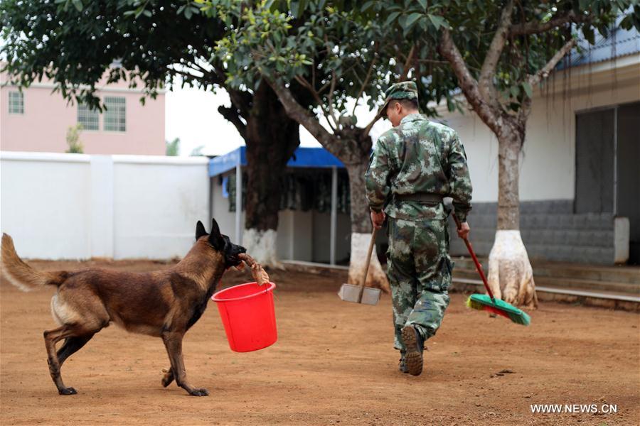 #CHINA-HAINAN-POLICE DOG-SPRING FESTIVAL-YEAR OF DOG(CN)