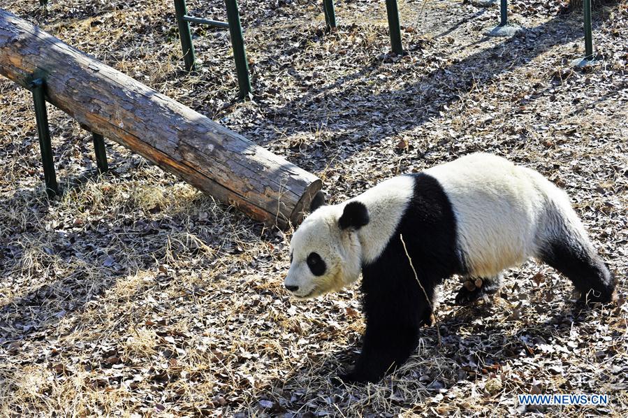 #CHINA-TIANJIN-GIANT PANDA(CN)