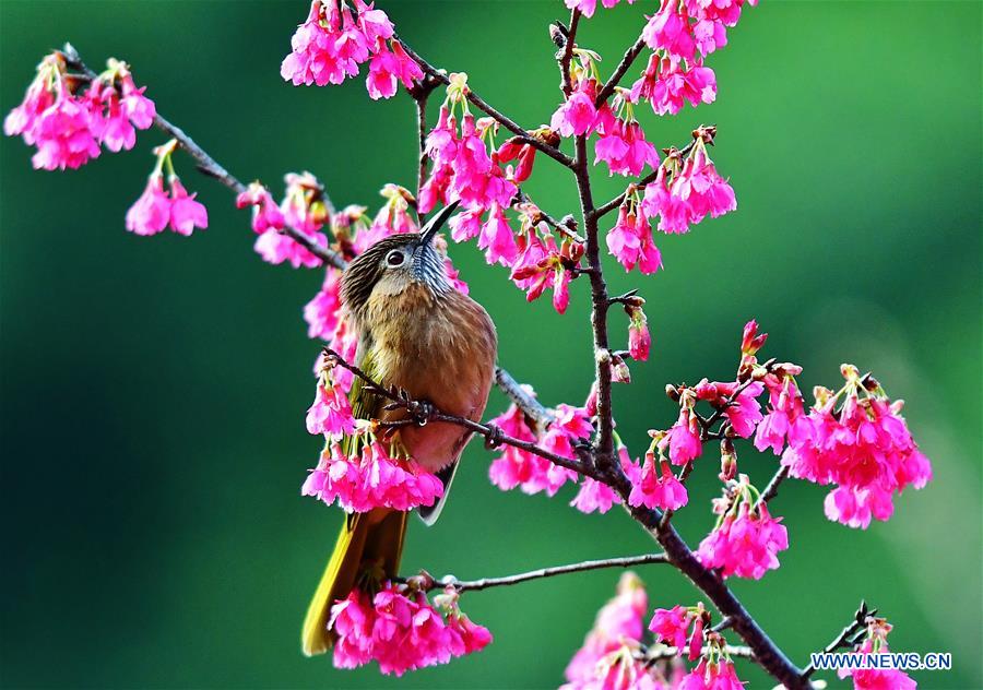 CHINA-FUZHOU-BIRDS-FLOWER (CN)
