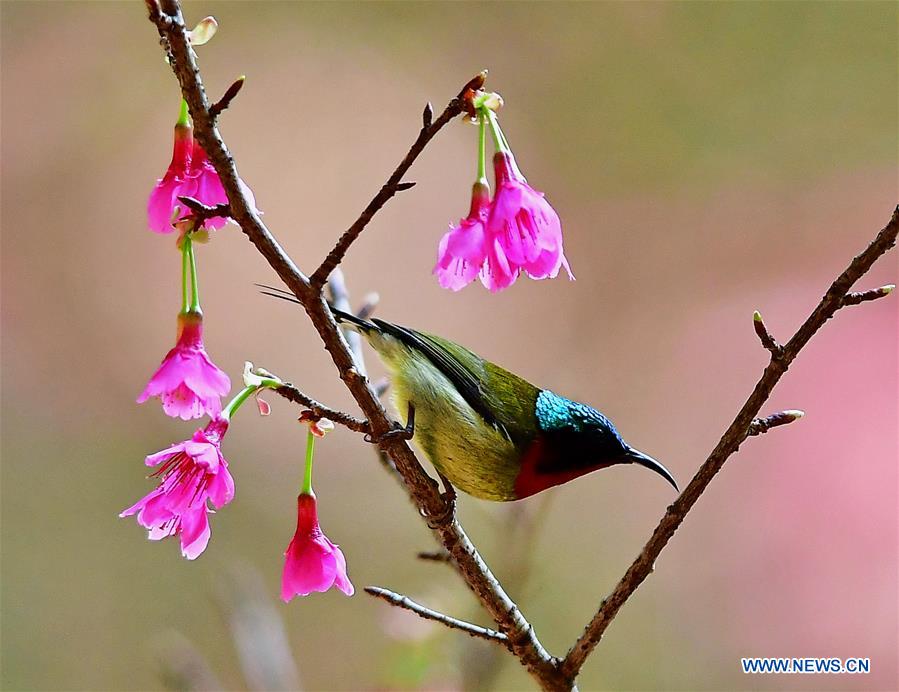 CHINA-FUZHOU-CHEERY BLOSSOM-BIRDS (CN)