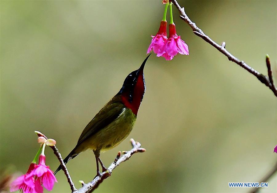 CHINA-FUZHOU-CHEERY BLOSSOM-BIRDS (CN)