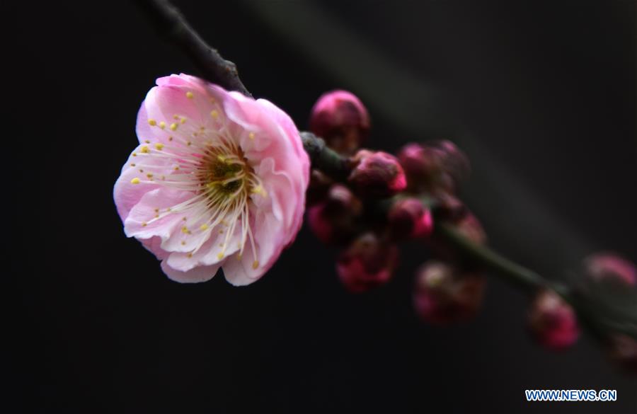 CHINA-WUHAN-WINTERSWEET FLOWERS (CN)