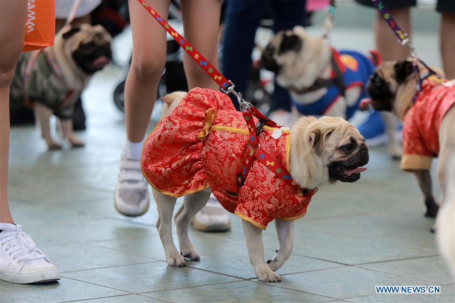 THE PHILIPPINES-PASAY CITY-LUCKY PAWS PARADE