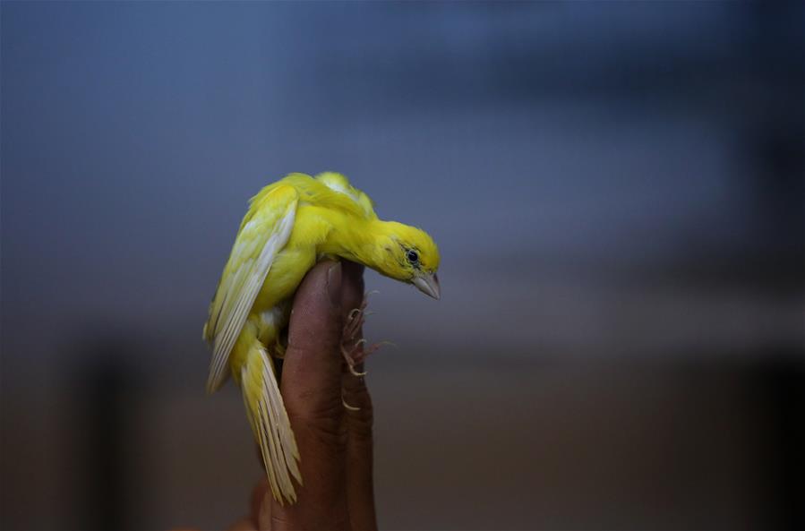 MIDEAST-NABLUS-CANARY BIRDS-BREEDER