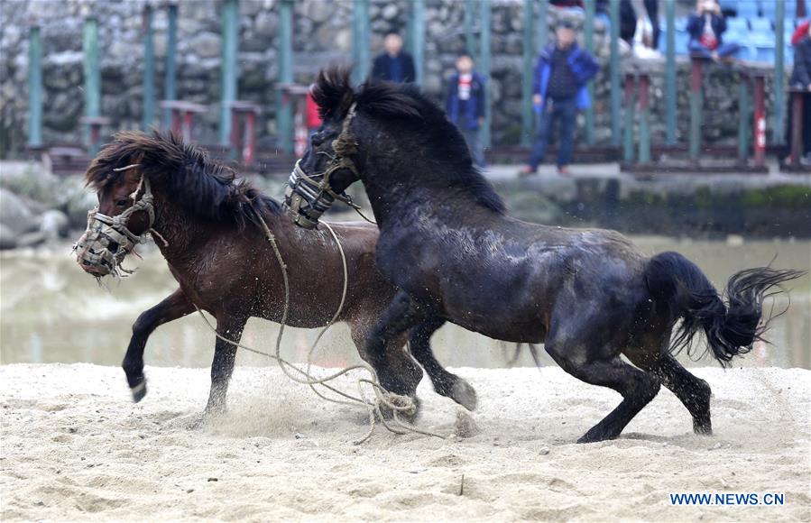 #CHINA-GUANGXI-RONGSHUI-HORSE FIGHT (CN)