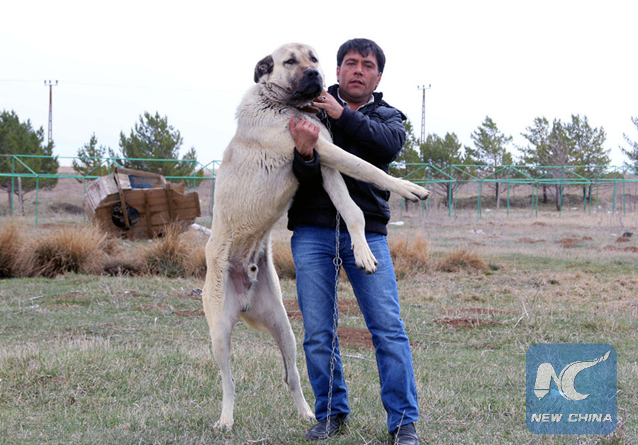 Existence of Kangal herding dogs at risk in Tur