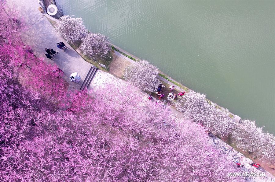#CHINA-BEGINNING OF SPRING-FLOWER(CN)