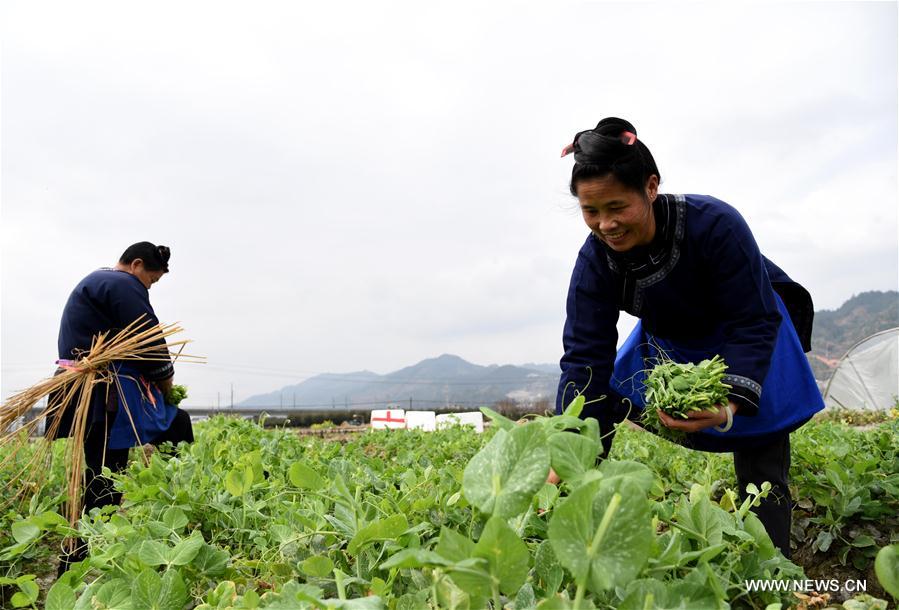 #CHINA-RURAL AREAS-FARM WORK (CN)