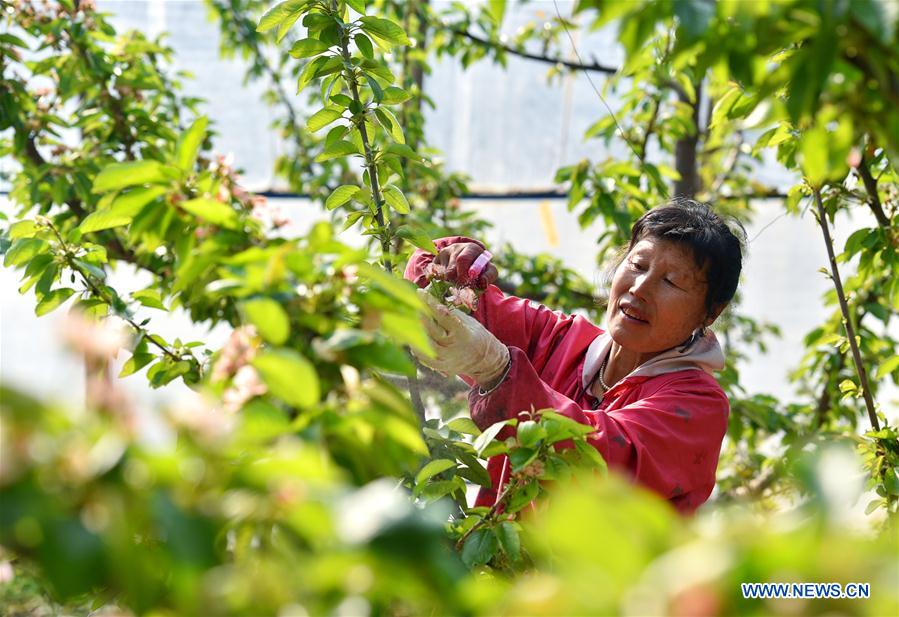 #CHINA-RURAL AREAS-FARM WORK (CN)