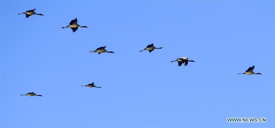 CHINA-YUNNAN-MIGRANT BIRDS (CN)