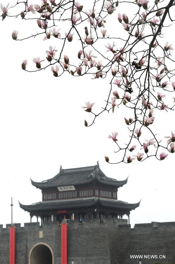 #CHINA-SPRING-FLOWER (CN)