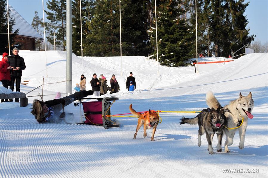 (SP)LATVIA-MADONA-SLED DOG RACE