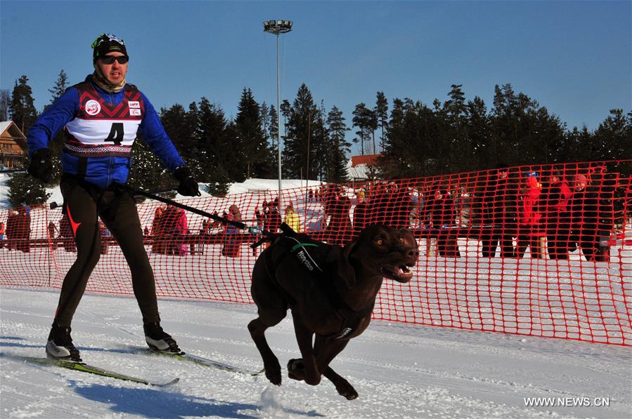 (SP)LATVIA-MADONA-SLED DOG RACE