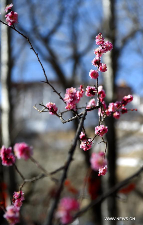 CHINA-LHASA-EARLY SPRING (CN)