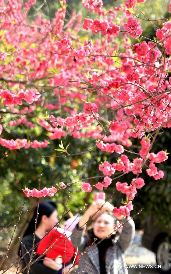 #CHINA-SPRING-BLOSSOMING FLOWERS (CN)
