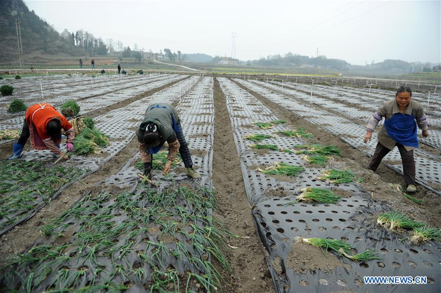 CHINA-JINGZHE-FARM WORK (CN) 
