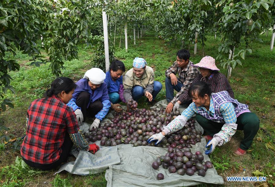 CHINA-GUANGXI-AGRICULTURE-PASSION FRUIT-HARVEST (CN)