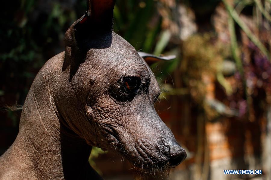 Take closer look at Mexican hairless dog in Mexico City Xinhua
