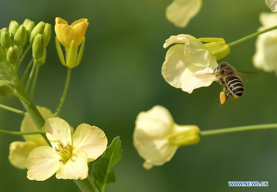 CHINA-JIANGXI-RAPE FLOWER-HONEY BEE-RESEARCH (CN)