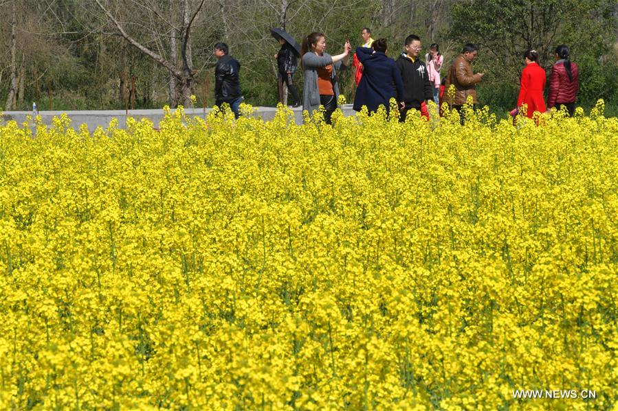 CHINA-JIANGXI-PINGXIANG-COLE FLOWERS (CN)