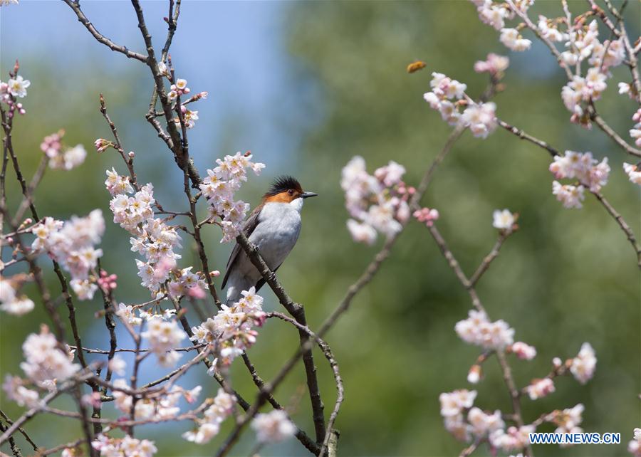 # CHINA-JIANGXI-BIRD-FLOWER(CN)