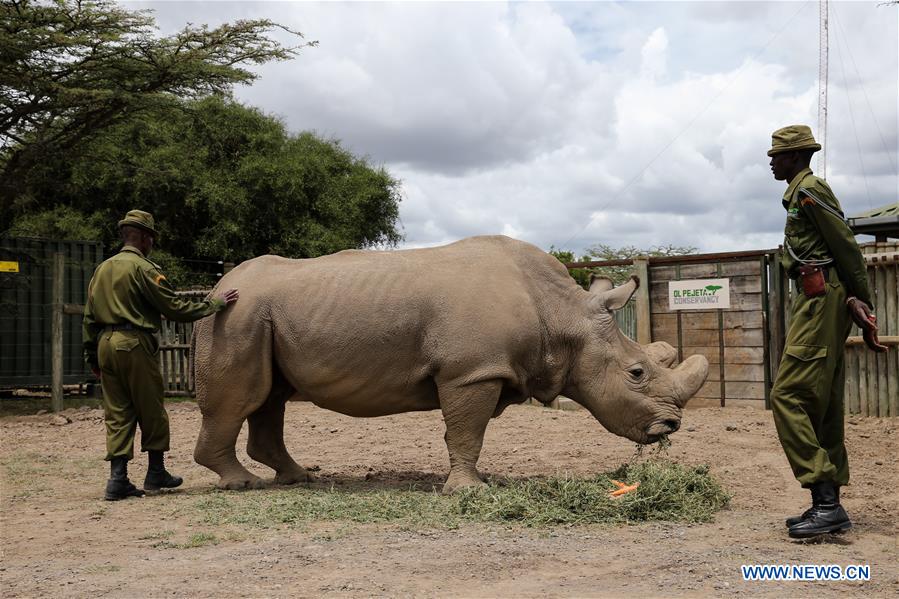 Xinhua Headlines: Humankind has to prepare for worst as last male northern white rhino battles illness