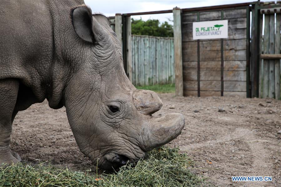 Xinhua Headlines: Humankind has to prepare for worst as last male northern white rhino battles illness