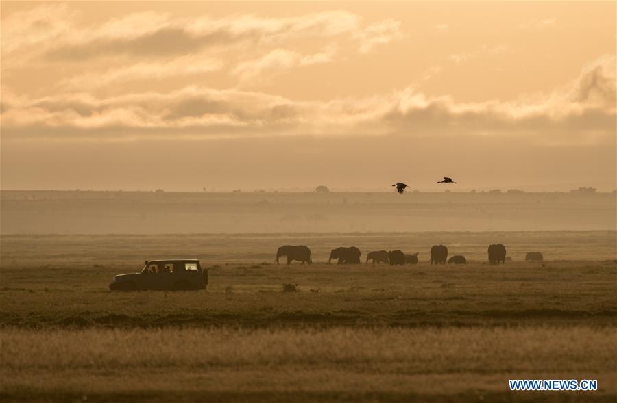 Xinhua Headlines: Humankind has to prepare for worst as last male northern white rhino battles illness