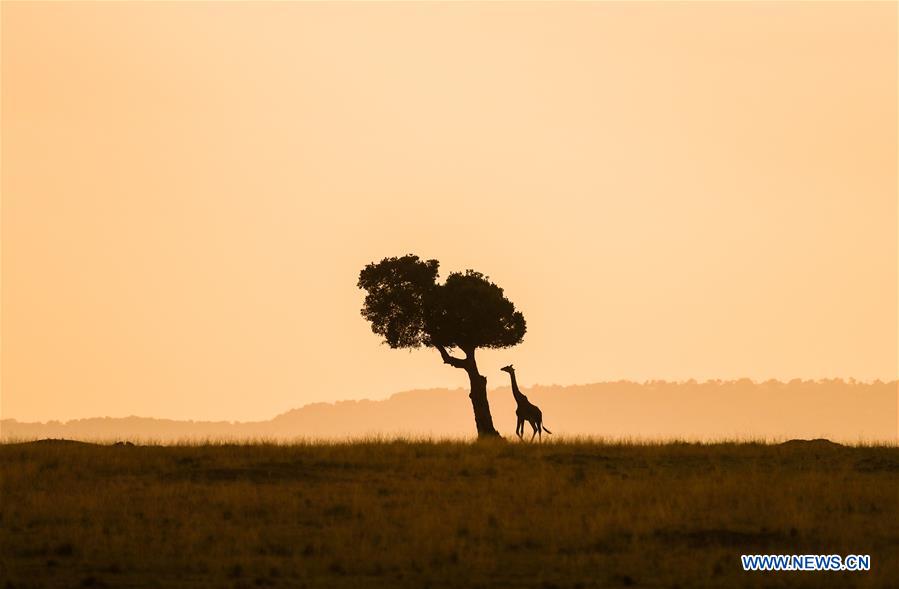 Xinhua Headlines: Humankind has to prepare for worst as last male northern white rhino battles illness