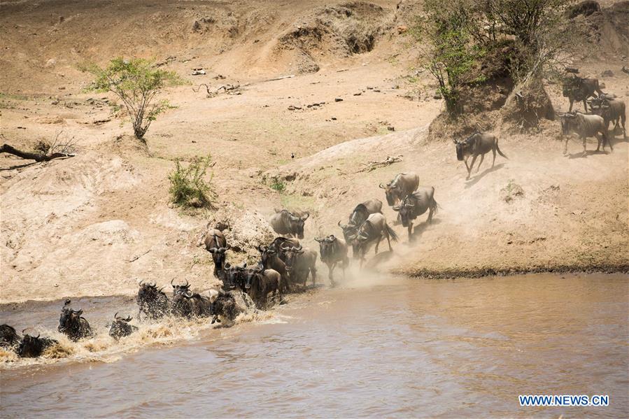 Xinhua Headlines: Humankind has to prepare for worst as last male northern white rhino battles illness
