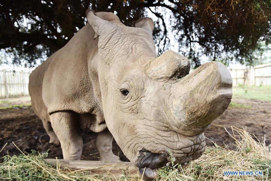 Xinhua Headlines: Humankind has to prepare for worst as last male northern white rhino battles illness