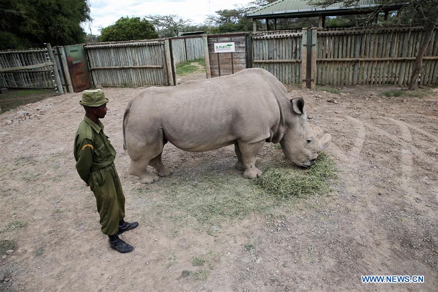 Xinhua Headlines: Humankind has to prepare for worst as last male northern white rhino battles illness