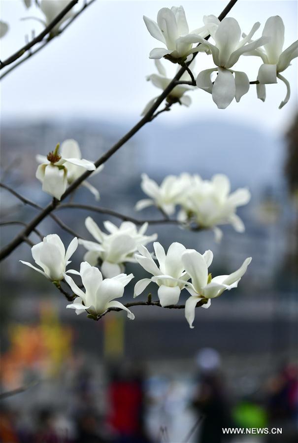#CHINA-HUBEI-XUAN'EN-FLOWERS (CN)