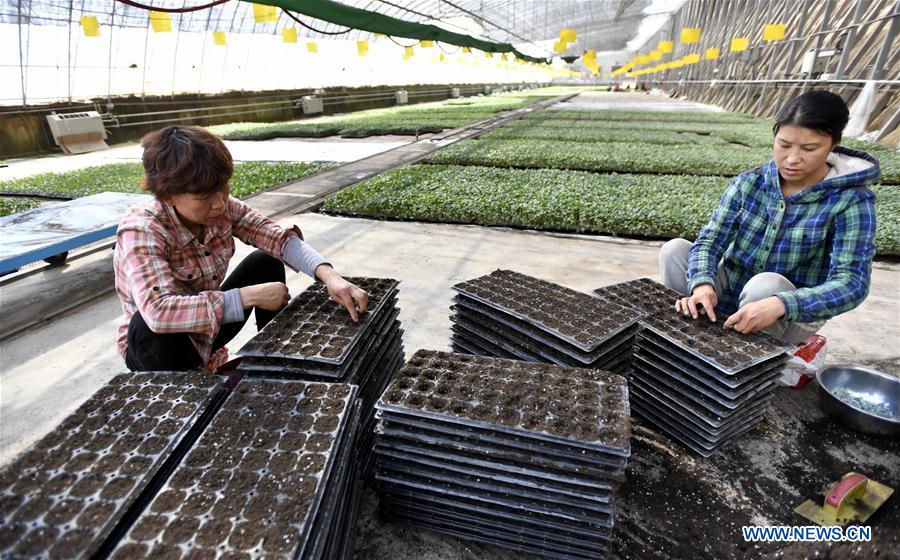 CHINA-BEIJING-AGRICULTURE-GREENHOUSE (CN)