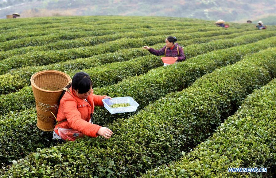 #CHINA-GUIZHOU-TEA PROCESSING (CN)
