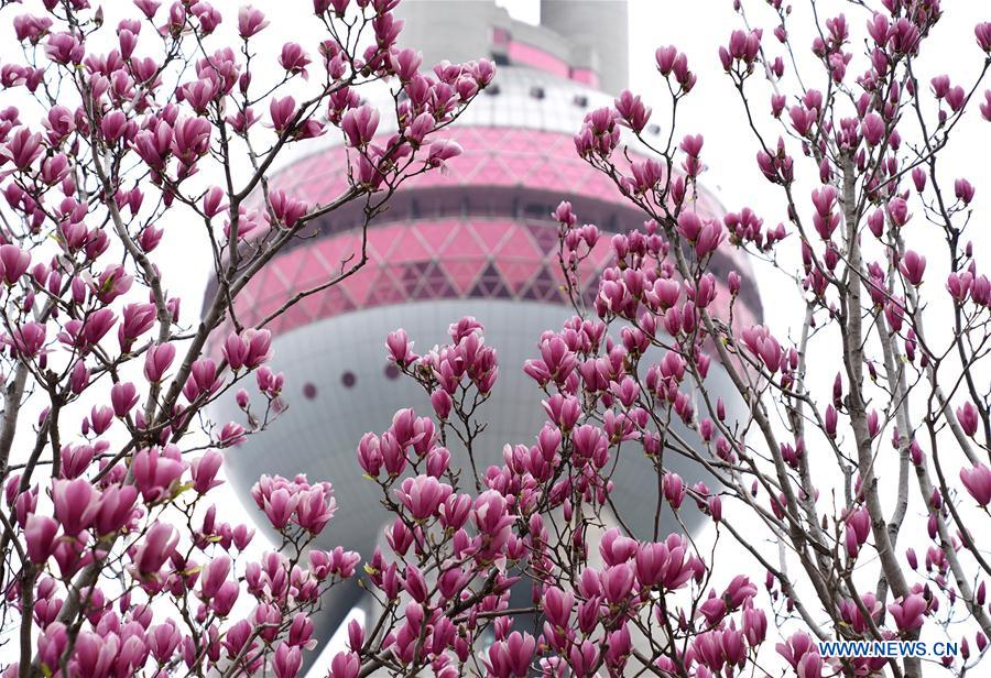 CHINA-SHANGHAI-SPRING-FLOWER (CN)