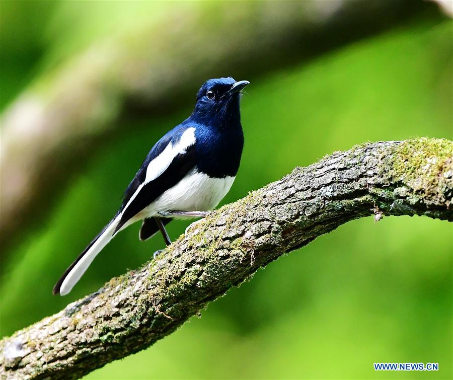 CHINA-FUJIAN-TREE-BIRD (CN)