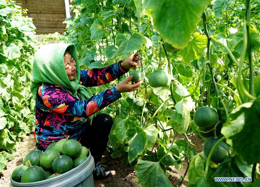CHINA-HEBEI-LAOTING-MELONS (CN)