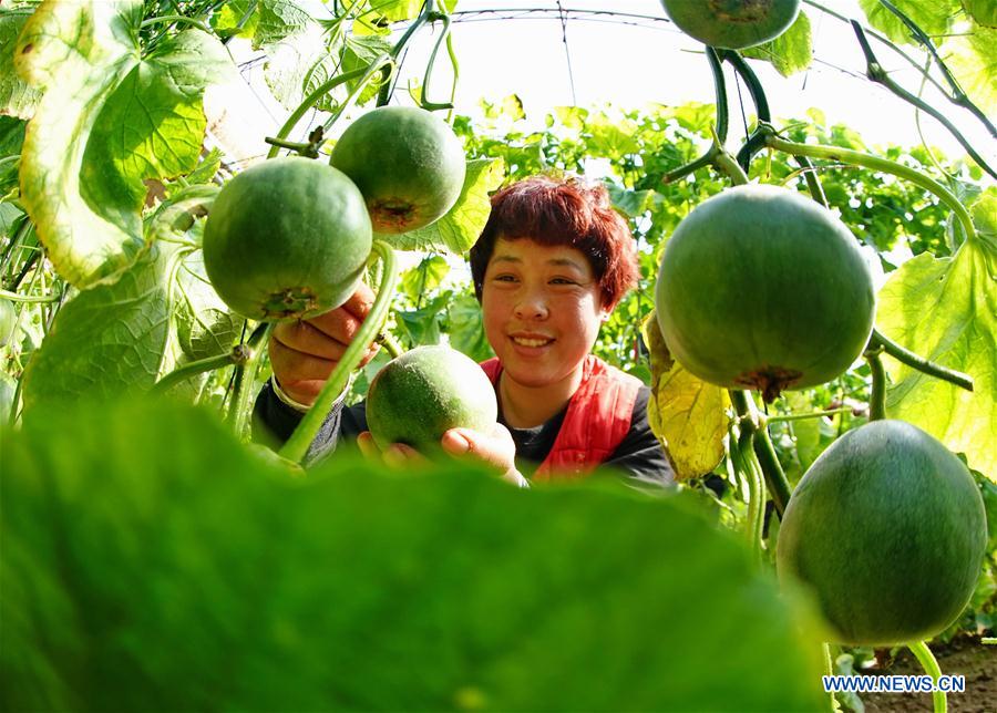 CHINA-HEBEI-LAOTING-MELONS (CN)