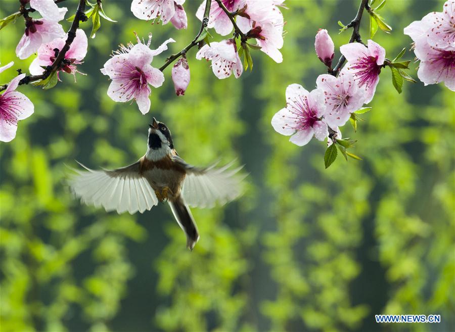 In pics: spring scenery across China - Xinhua 