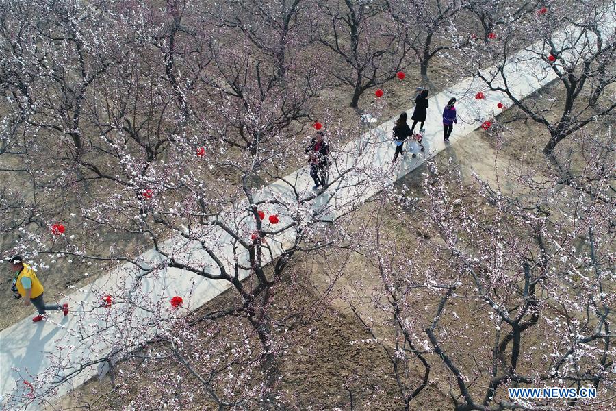 CHINA-HEBEI-SPRING-BLOSSOMS (CN)
