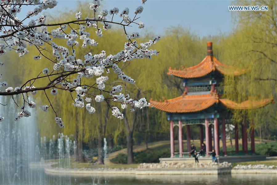 CHINA-SHANXI-FENYANG-APRICOT FLOWERS(CN)