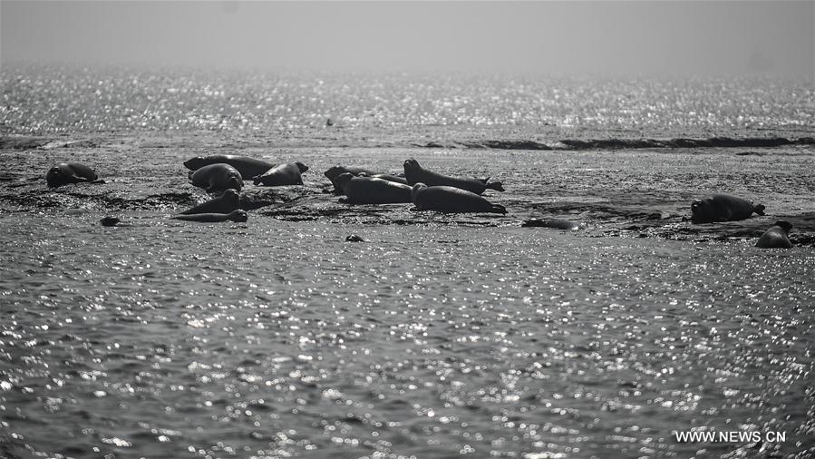 CHINA-LIAONING-PANJIN-SPOTTED SEALS (CN)