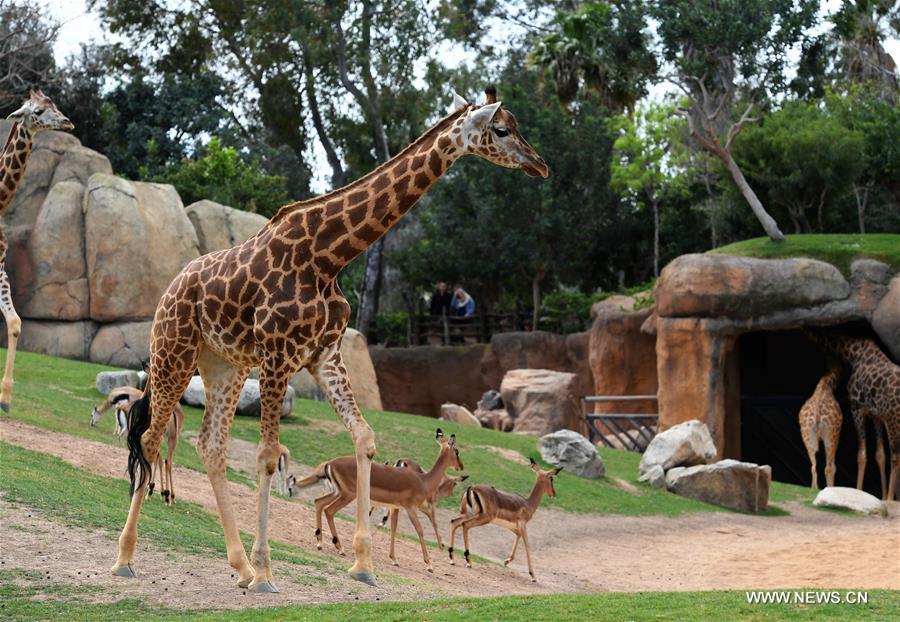 Take closer look at bioparc zoo in Spain Xinhua English.news.cn